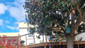 A covered outdoor area with a tree, a birdhouse, and a grill. - Well-decorated family home, 2 steps from the bike path. (Agde)