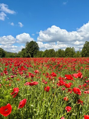 Niet-geclassificeerde afbeelding, 5 van 7, knop