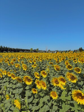 Niet-geclassificeerde afbeelding, 3 van 7, knop