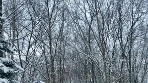 A building with a green exterior and a flagpole with an American flag. - Charming 3-bedroom house with WiFi, AC in serene Towamensing Trails (Towamensing Trails)