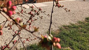 Een gebouw met een houten gevel en een rood dak, een grindpad en een boom met roze bloesems op de voorgrond.