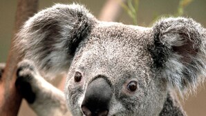 Ein Koala mit grauem Fell und großen Ohren, vermutlich in seinem natürlichen Lebensraum.