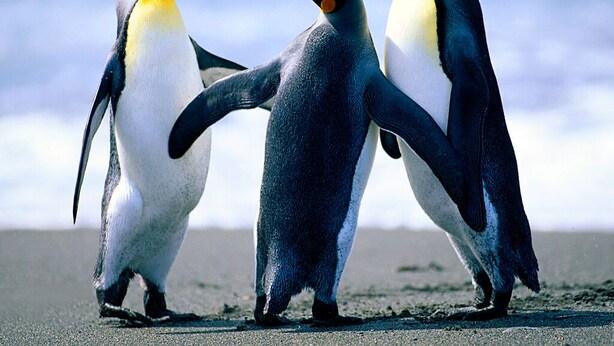 Drei Pinguine am Strand, im Hintergrund ein klarer Himmel.