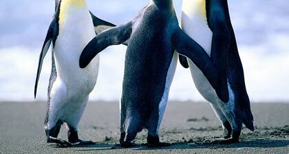 3-star house for 4 people