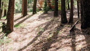 A forested area with tall trees and a cabin. - Private Lakefront Sanctuary | Cedar Hot Tub + 6 Acres, No Neighbors (Nevada City)