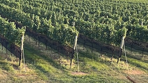 A vineyard with rows of grapevines and a wooden deck in the foreground. - Charming Beach Cottage, Steps to Beach, Enjoy Scenic Vineyards & Farm Stands (South Jamesport)