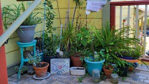 Une variété de plantes en pot est disposée sur une terrasse carrelée, avec un bâtiment jaune en arrière-plan.
