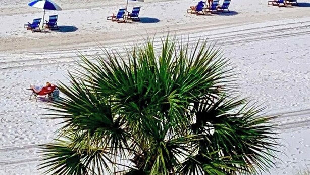 A beach with palm trees, blue and white beach umbrellas, and lounge chairs. - Discounted GroundFloor. King Bed. Queen Bunks.Twin bunks. Wheelchair Accessible. (Orange Beach)