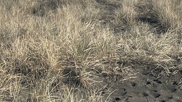 A beach with dry grass in the foreground and a mountain in the background. - Luxury Beach Bus (Whanganui)