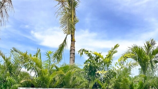 An infinity pool with two lounge chairs and two bottles of water on a wooden deck, surrounded by lush greenery and a clear sky. - Villa Atara - 2BR Premium Private Pool Villa Pererenan (Kecamatan Mengwi)