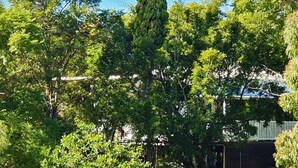 Une cour arrière bordée d’arbres, avec une terrasse en bois et une maison en arrière-plan.