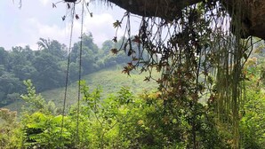 A swing hanging from a tree in a lush, green landscape.
