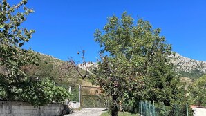 Ein gepflasterter Weg führt zu einer Rasenfläche mit einem Baum und einem Zaun.