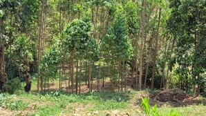Unclassified image, 4 of 18, button - Kamengo cottages (Fort Portal)