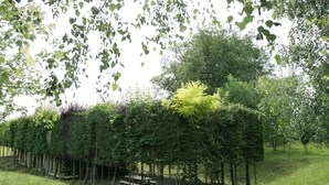 Un coin pique-nique isolé, entouré d’une végétation luxuriante, avec un banc en bois et une table de pique-nique.