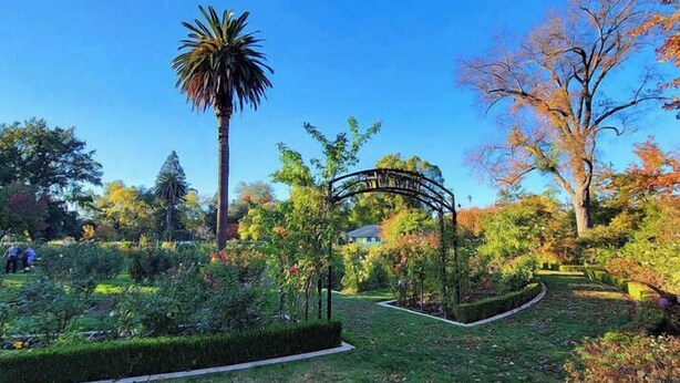 Ein gepflegter Garten mit verschiedenen Pflanzen und einer markanten Palme.