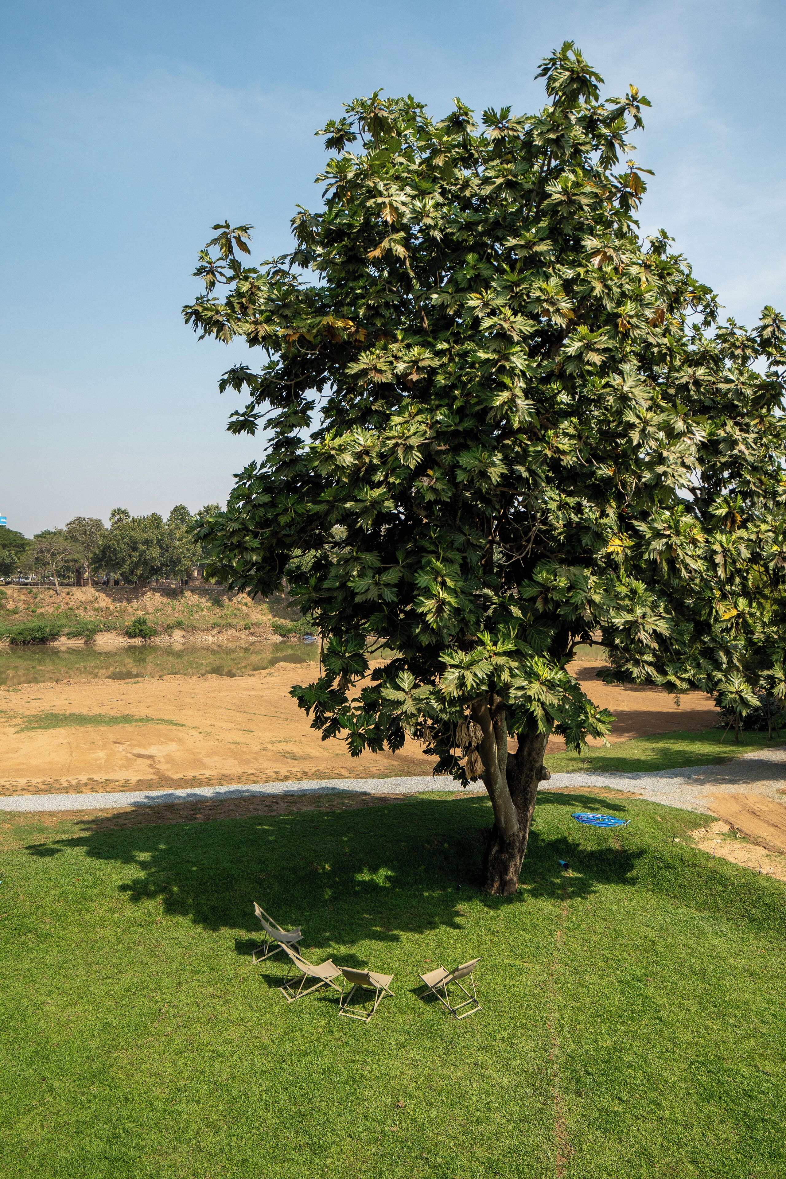 Ein Baum in einer grünen Wiese unter blauem Himmel.