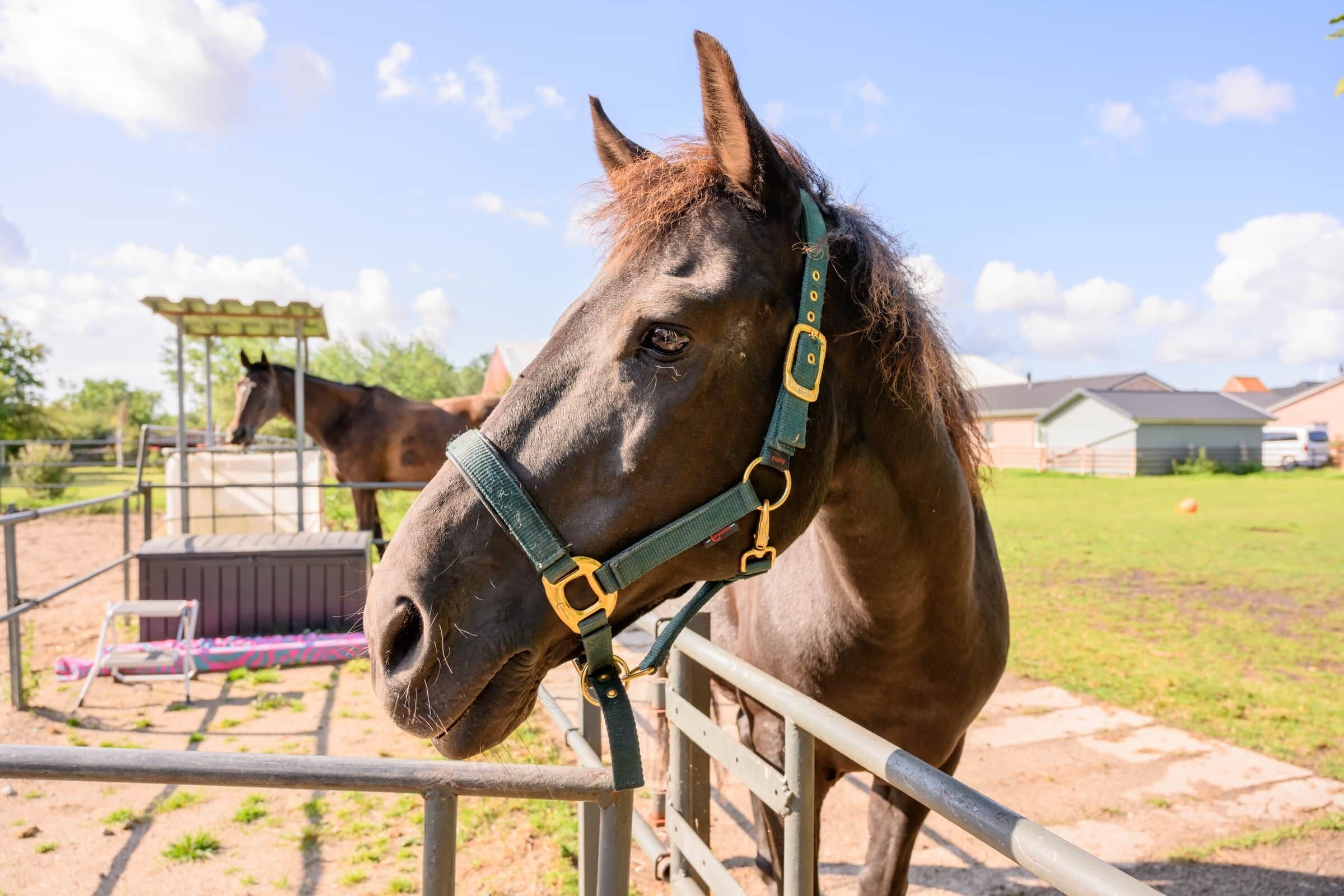 A horse in a stable with a metal fence, a covered shelter, and a grassy area with houses in the background.