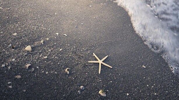 A beach with waves, a starfish, and a sandy shore.