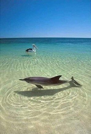 On the beach, sun loungers, beach towels
