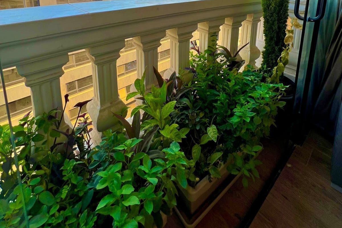Un balcón con vistas a las pirámides, plantas en macetas y un cielo azul despejado.