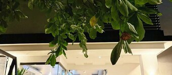 古菲蚂蚁