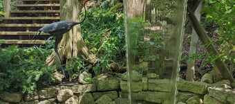 Charming Cottage on Meadowcroft Estate - A Birders Paradise Nestled in the Woods