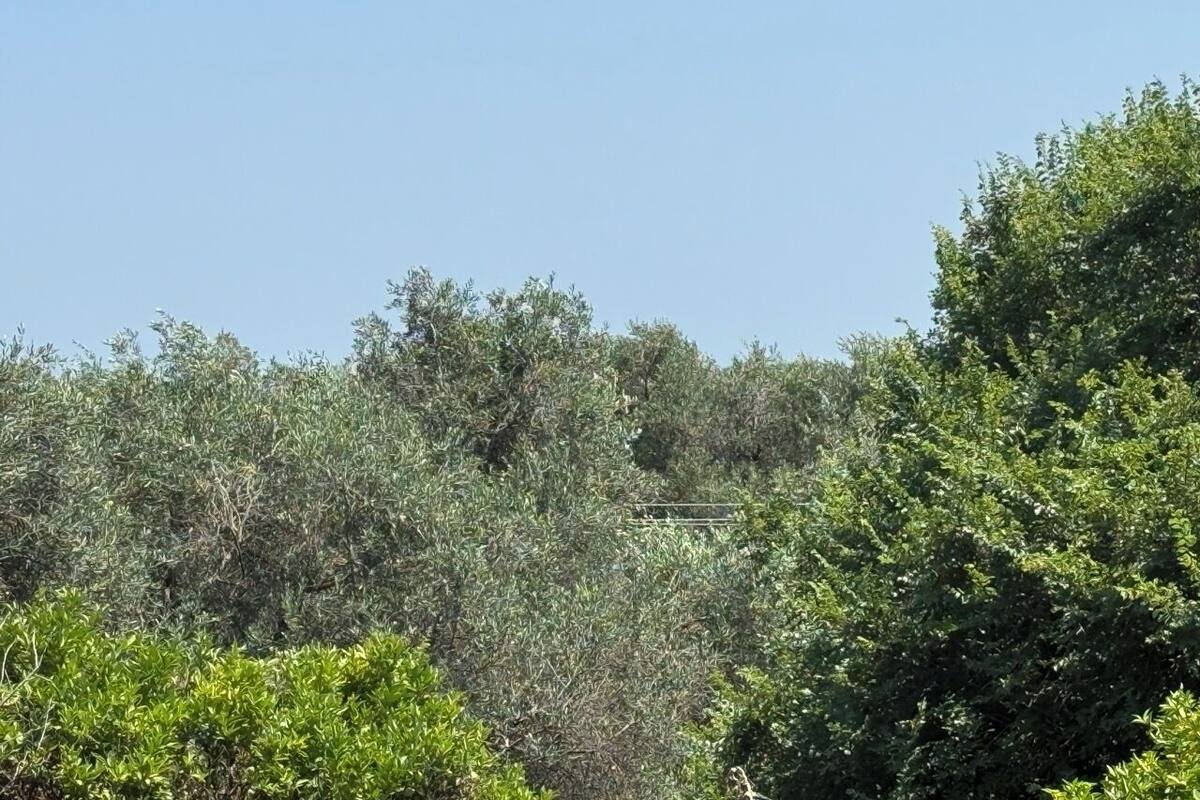 A dense forest with a variety of trees and shrubs.
