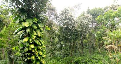 Thekkady Homes