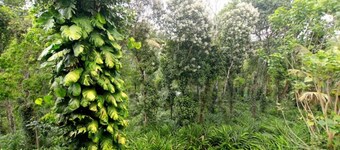 Thekkady Homes