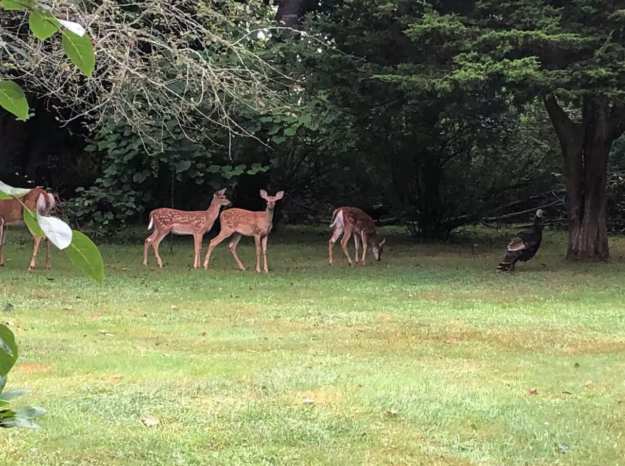 Une zone herbeuse où l’on peut observer plusieurs cerfs et un dindon.