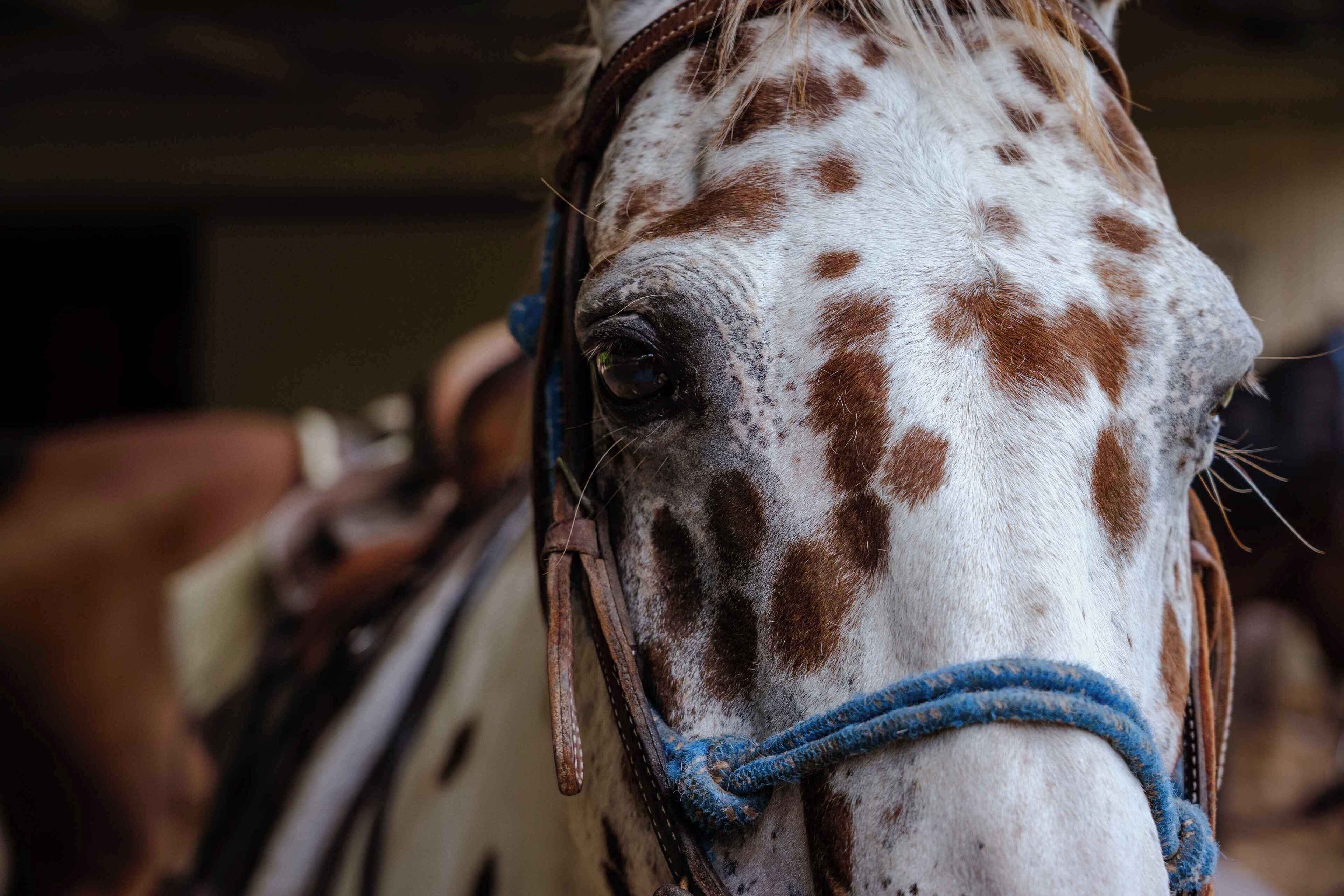 Primer plano del rostro de un caballo con una brida azul.