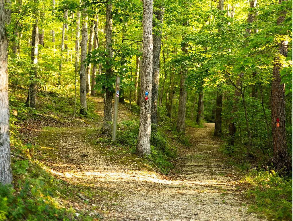 Ein Waldweg mit Bäumen und einem Schild, das einen Wanderweg kennzeichnet.