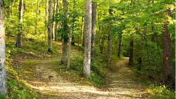 Ein Waldweg mit Bäumen und einem Schild, das einen Wanderweg kennzeichnet.