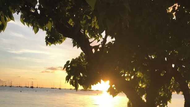 A beach scene with a tree in the foreground and the sun setting over the water. - Alamanda pink (Sainte-Anne)