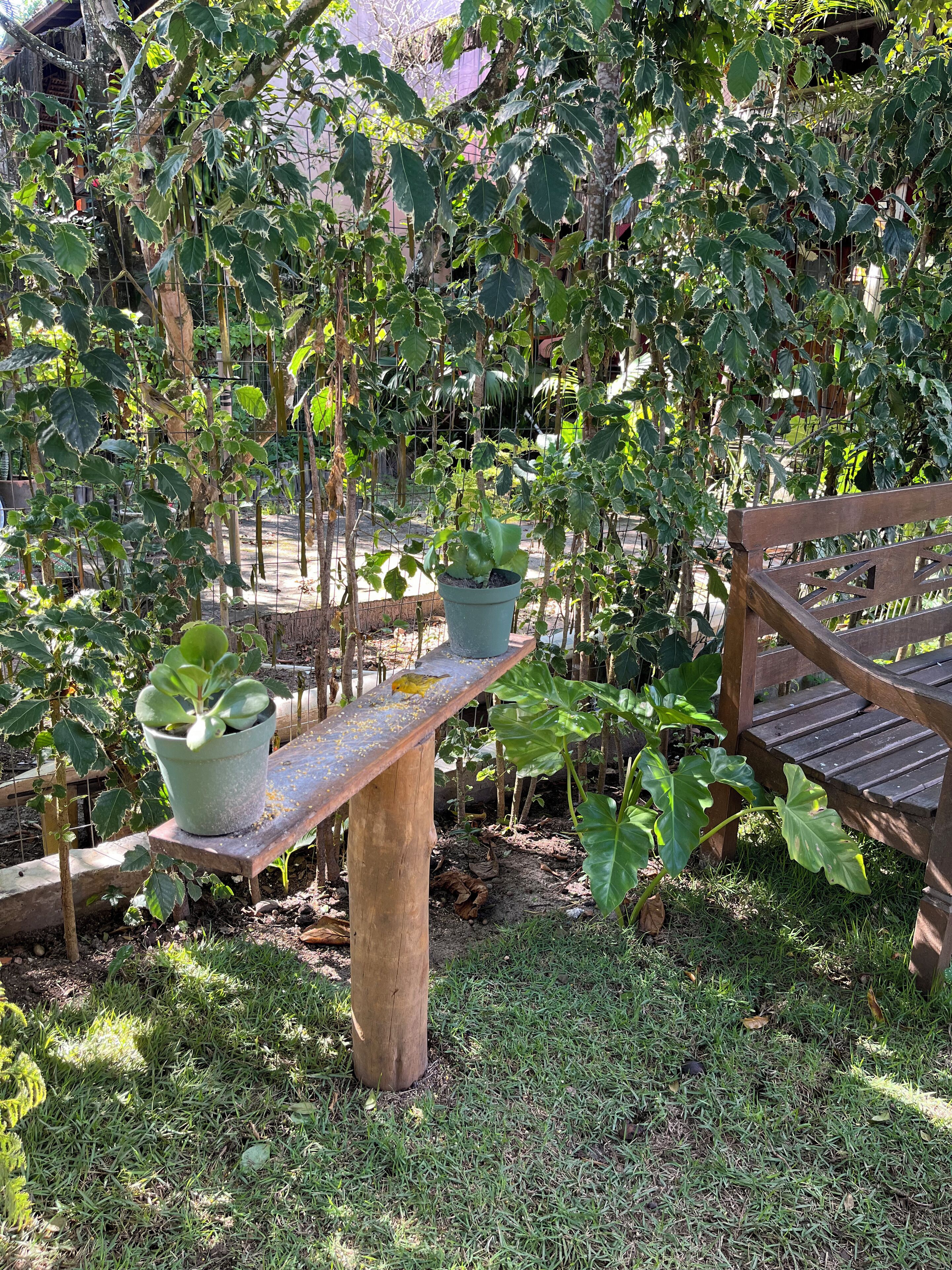 A garden with a wooden bench and potted plants.