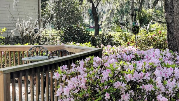 A wooden deck with a metal railing, surrounded by blooming pink azaleas and a large tree with Spanish moss.