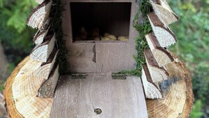 A wooden squirrel-shaped structure with a sign that reads "SQUIRREL CAFE" on a tree stump. - Parry’s hideaway, cosy little cabin by the stream, listening to the birds. (Exmouth)