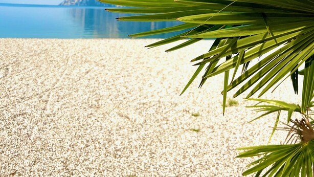 Uma praia com uma montanha ao fundo e uma palmeira em primeiro plano.