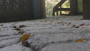 Un sentiero cosparso di foglie, una panchina in legno e un muro di pietra.