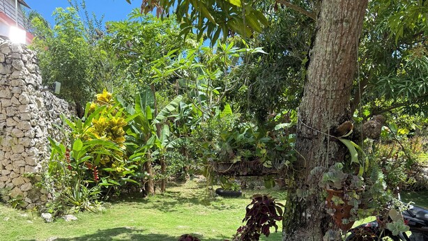 Un jardín con diversas plantas y un árbol.