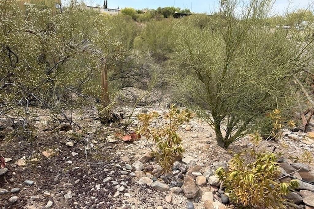 Et ørkenlandskab med sparsom vegetation og stengrund.