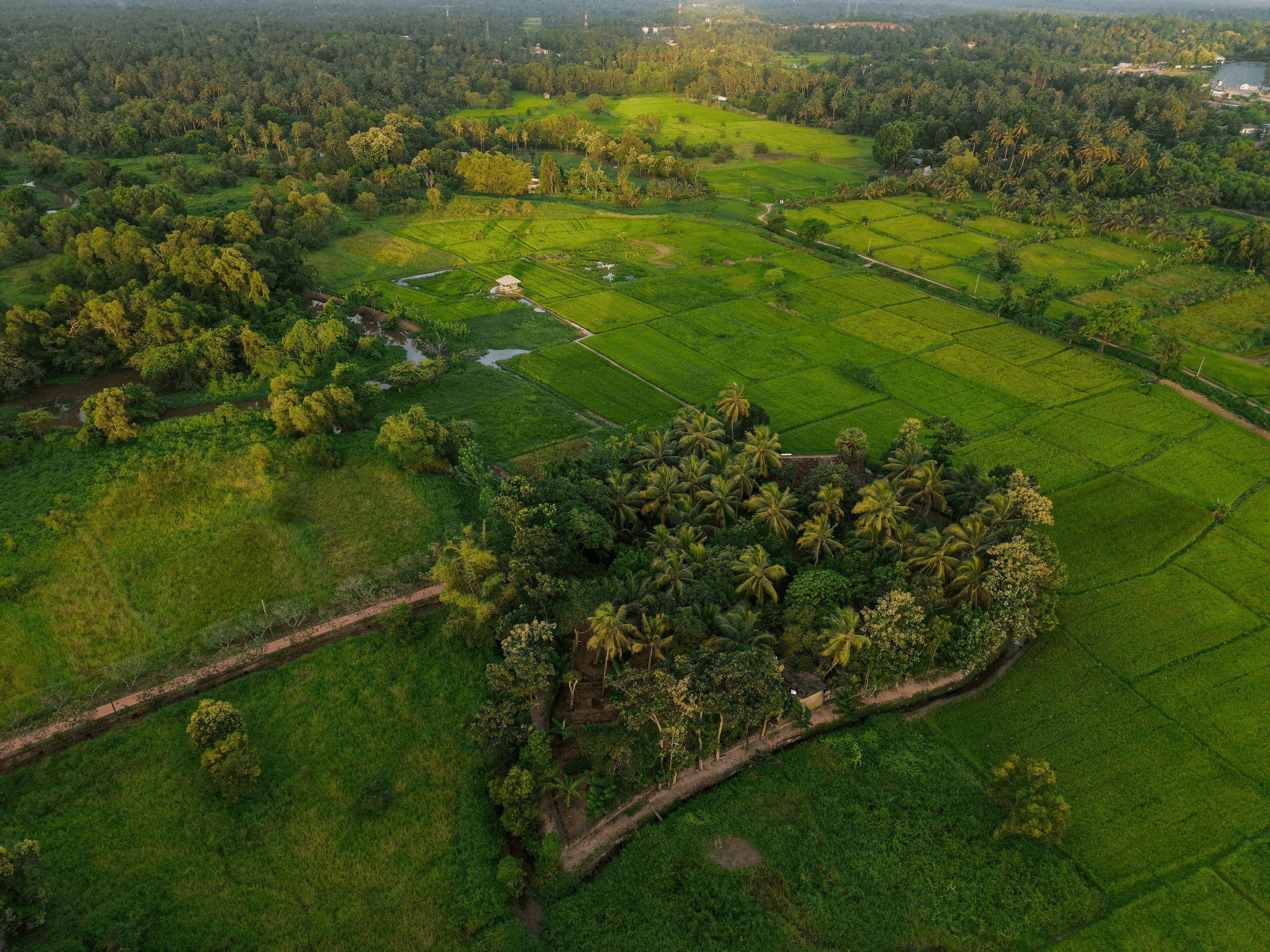An aerial view of a lush green landscape with terraced fields and scattered trees.