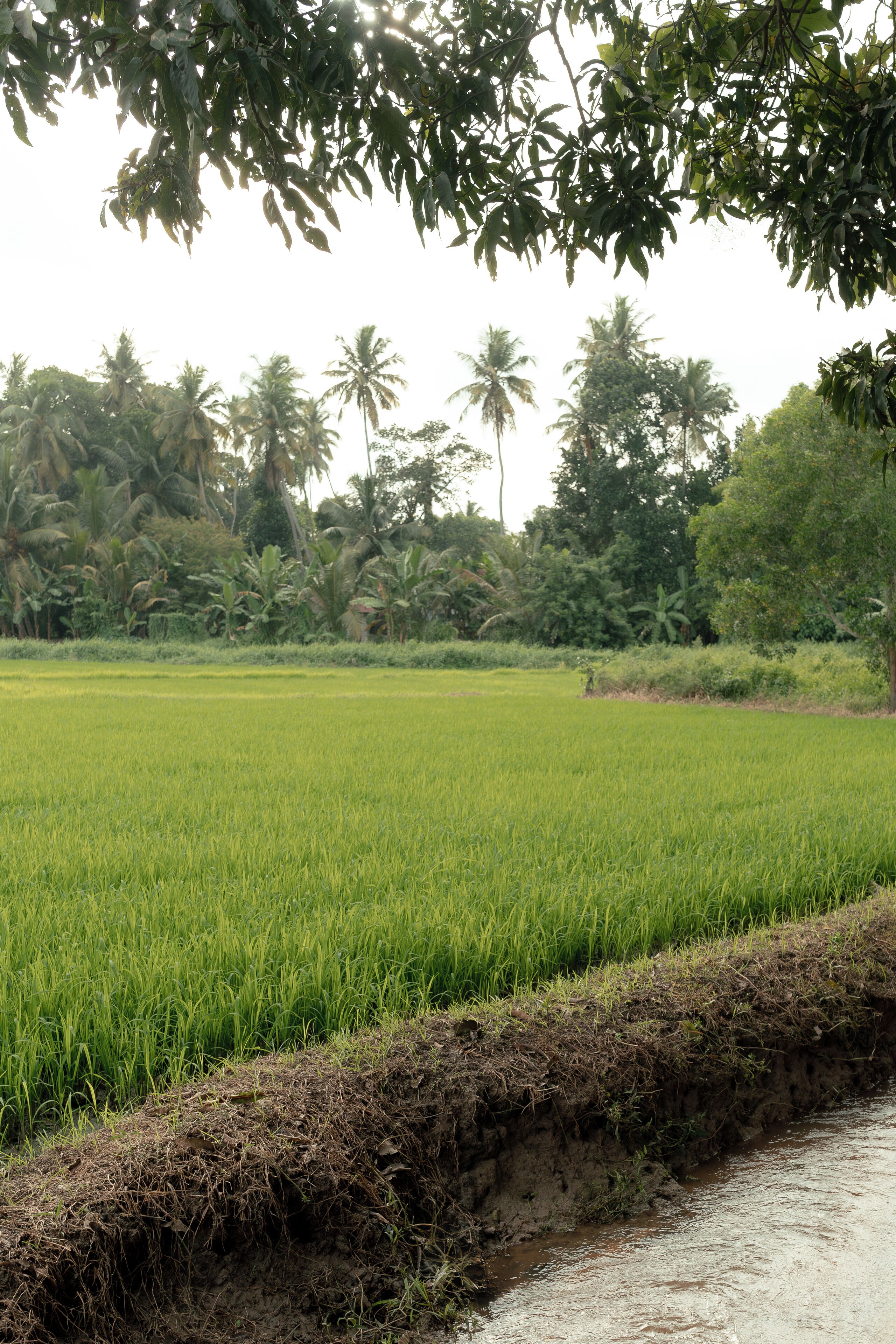 Photo - Kirindi Paddy Isle - Boutique Villa