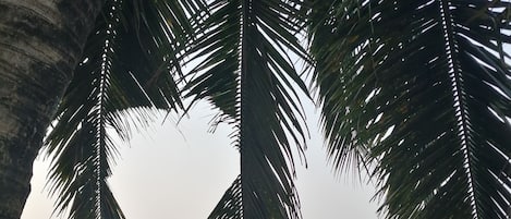 Playa