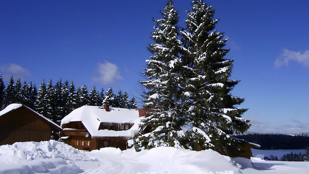 Un paysage enneigé avec une cabane en bois et un grand arbre à feuilles persistantes.