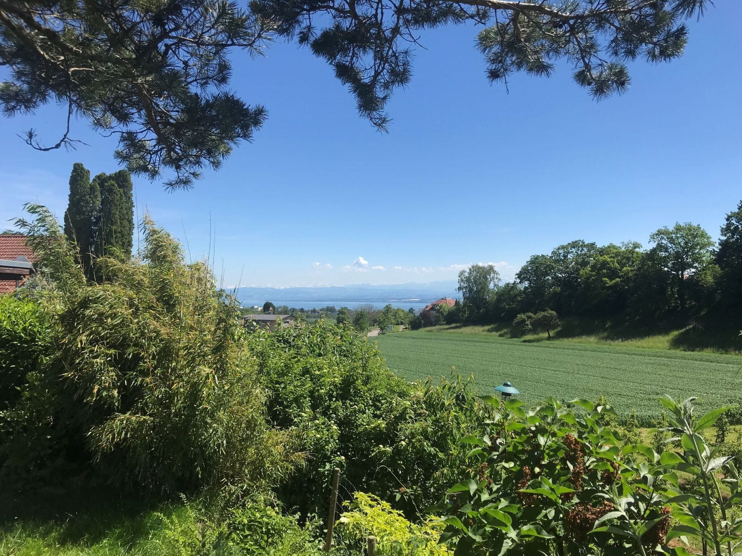 Un paysage rural avec un champ, des arbres et une vue lointaine sur des montagnes.