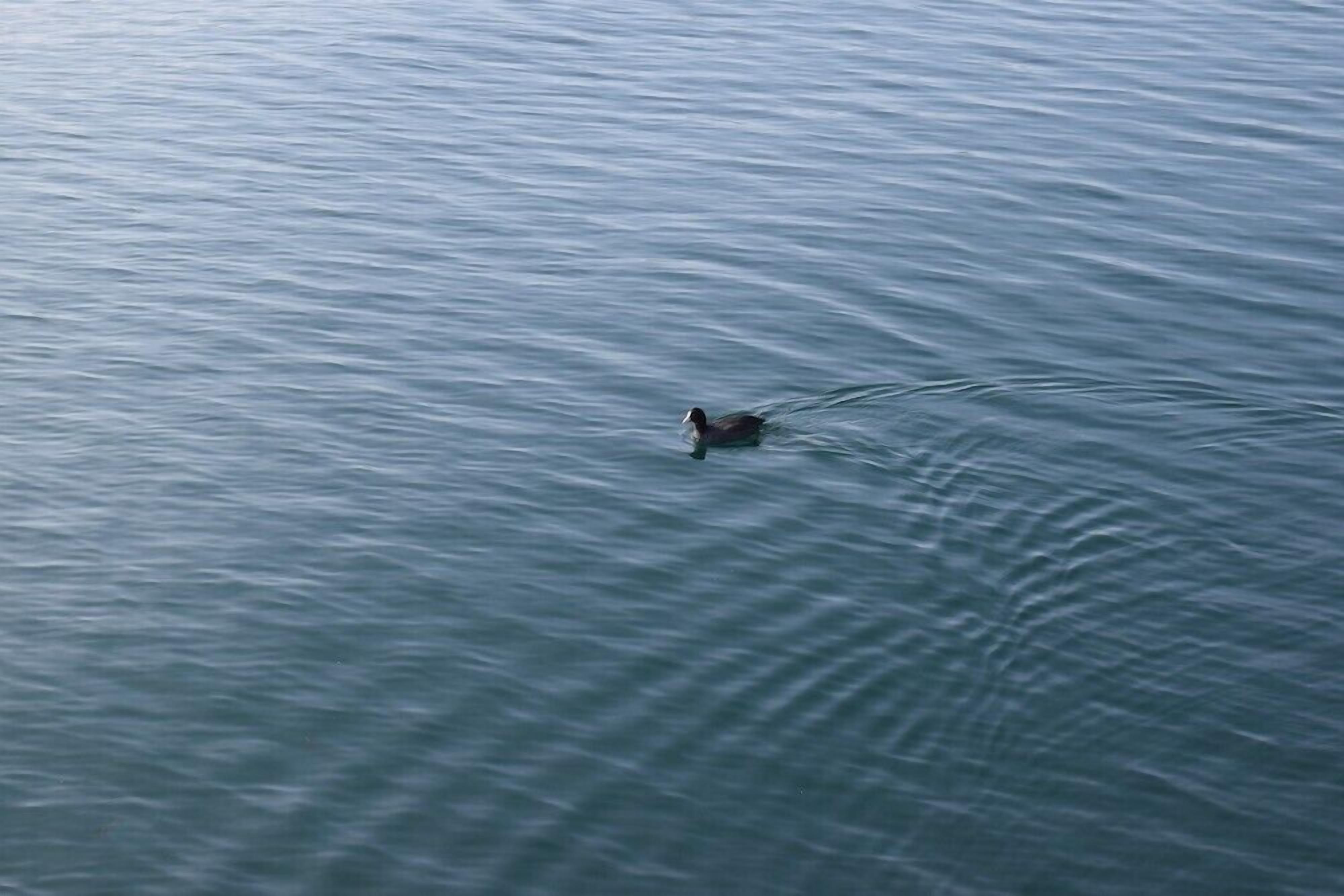A duck swimming in calm water.