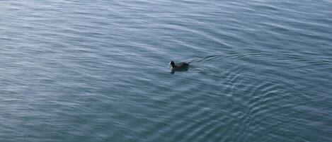 A duck swimming in calm water.