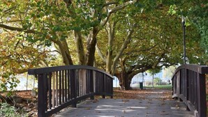 Een houten brug in een park, met bomen en een waterpartij op de achtergrond.